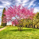 Beautiful Italian Garden with flowered cherry trees, cypresses and olive trees, I